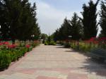 Horadiz şəhərində əkilən ağaclar və güllər